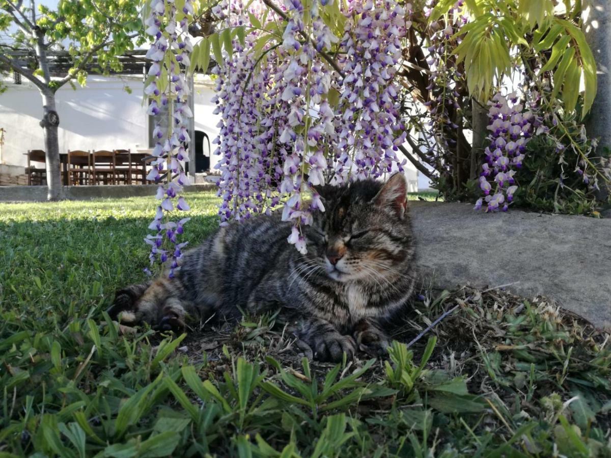 Relais Il Giardino Fra Gli Ulivi Βίλα Torino di Sangro Εξωτερικό φωτογραφία